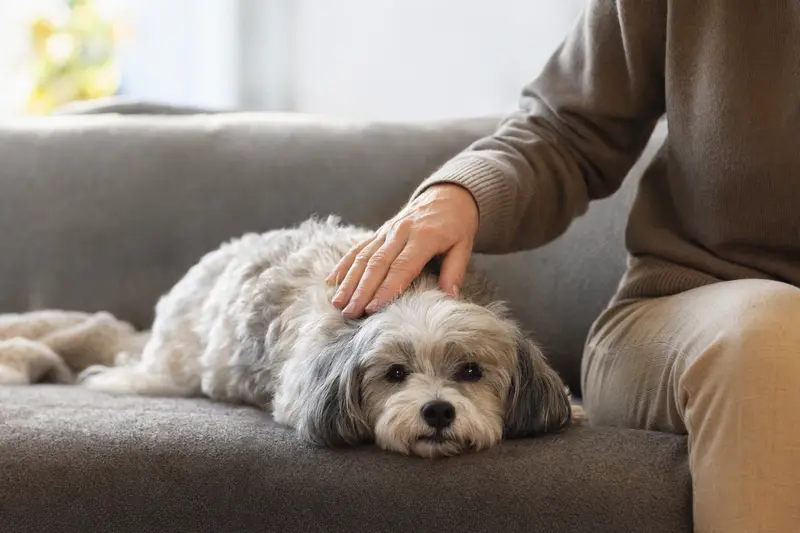 Ein älterer Bolonka Franzuska Hund liegt entspannt auf einem gemütlichen Sofa, während sein Besitzer ihn liebevoll streichelt.