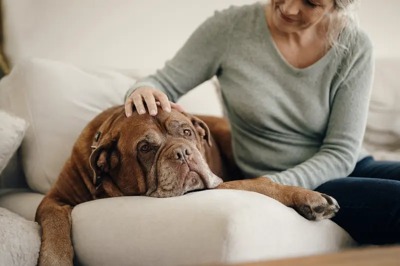 Eine ältere Bordeauxdogge liegt entspannt auf einem gemütlichen Sofa, während ihr Besitzer sie liebevoll streichelt.