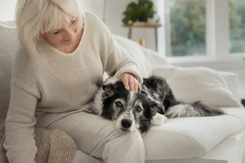 Ein älterer Border Collie liegt entspannt auf einem bequemen Sofa, während sein Besitzer ihn liebevoll streichelt.