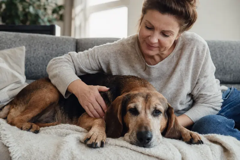 Ein älterer Bosnischer Laufhund liegt entspannt auf einem Sofa, während sein Besitzer ihn liebevoll streichelt.