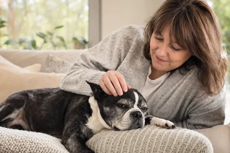 Ein älterer Boston Terrier liegt entspannt auf einem Sofa, während sein Besitzer ihn liebevoll streichelt.