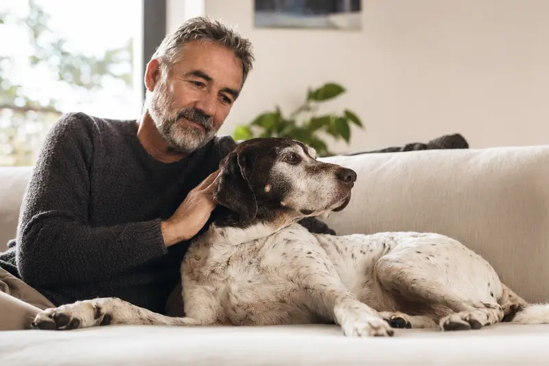 Ein älterer Bourbonnais-Vorstehhund entspannt auf einem komfortablen Sofa, während sein Besitzer ihn liebevoll streichelt.
