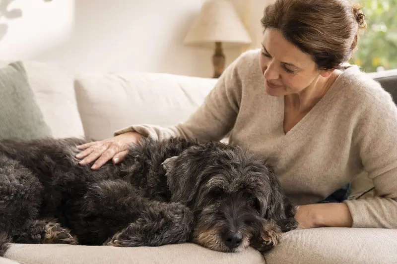 Ein älterer Bouvier des Flandres Hund liegt entspannt auf einem gemütlichen Sofa, während sein Besitzer ihn liebevoll streichelt.