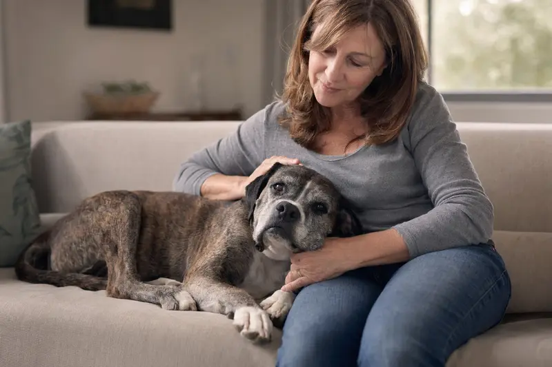 Ein älterer Boxer Hund, der entspannt auf einem Sofa liegt, während sein Besitzer ihn liebevoll streichelt, in einer warmen Lichtstimmung.