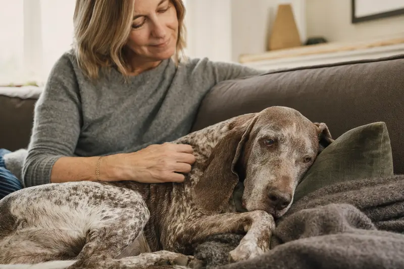 Ein älterer Bracco Italiano liegt auf einem Sofa, während sein Besitzer ihn liebevoll streichelt.