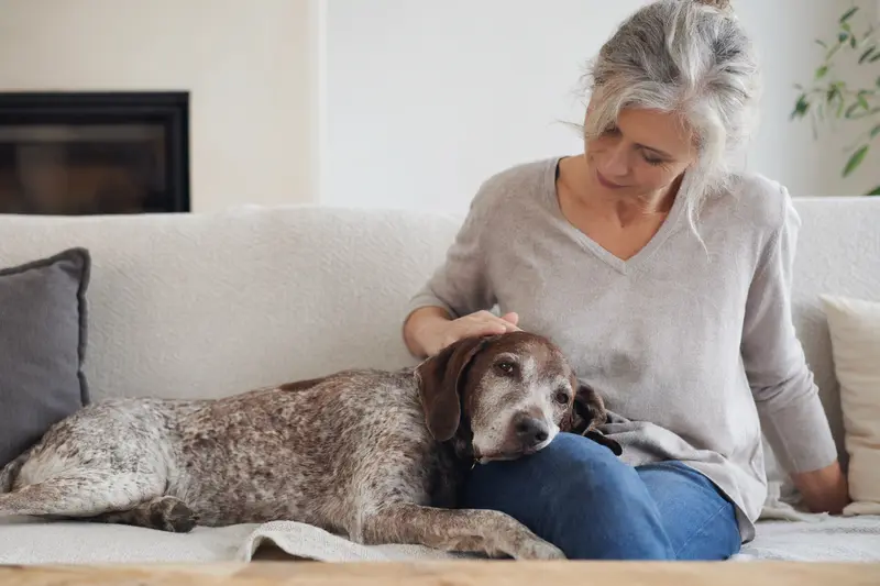 Älterer Brachet polonais liegt entspannt auf einem Sofa, während sein Besitzer ihn liebevoll streichelt – ein Bild von Hundegesundheit, Fürsorge und Sicherheit.