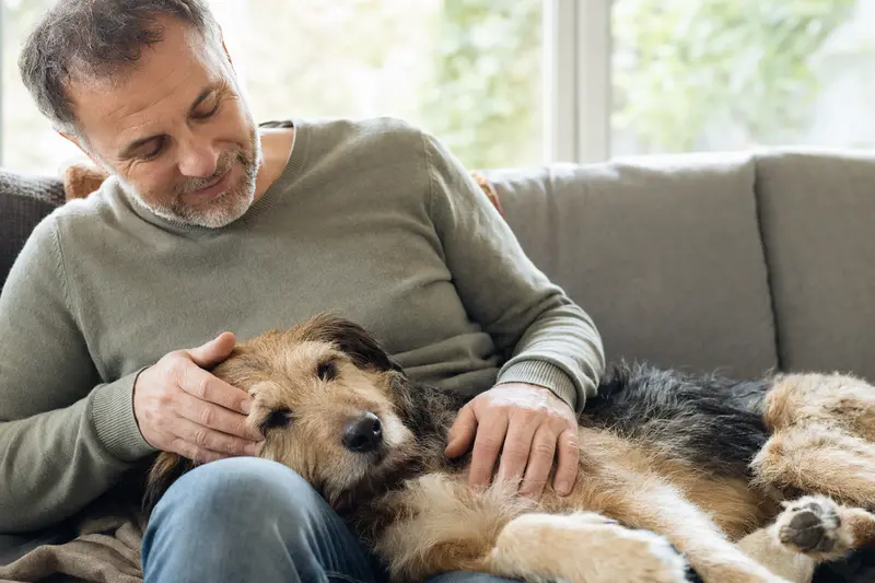 Ein älterer Branchiero Siciliano Hund liegt entspannt auf einem gemütlichen Sofa, während sein Besitzer ihn liebevoll streichelt und eine warme Lichtstimmung im Raum herrscht.