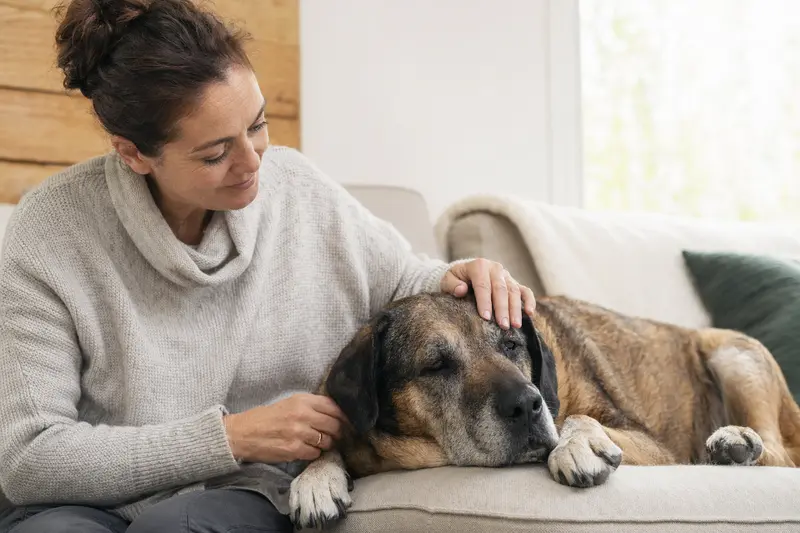 Ein älterer Bruno du Jura Hund entspannt auf einem Sofa, liebevoll gestreichelt von seinem Besitzer.