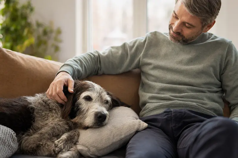 Ein älterer Burgos-Hühnerhund liegt entspannt auf einem gemütlichen Sofa, während sein Besitzer ihn liebevoll streichelt.