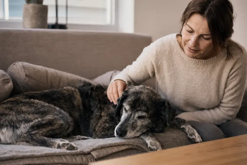 Ein älterer Ca de Bestiar Hund liegt entspannt auf einem gemütlichen Sofa, während sein Besitzer ihn liebevoll streichelt.