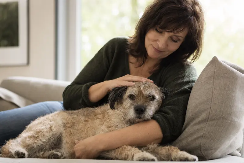 Ein älterer Cairn Terrier liegt entspannt auf einem Sofa, während sein Besitzer ihn liebevoll streichelt, was ein Gefühl von Fürsorge und Sicherheit vermittelt.