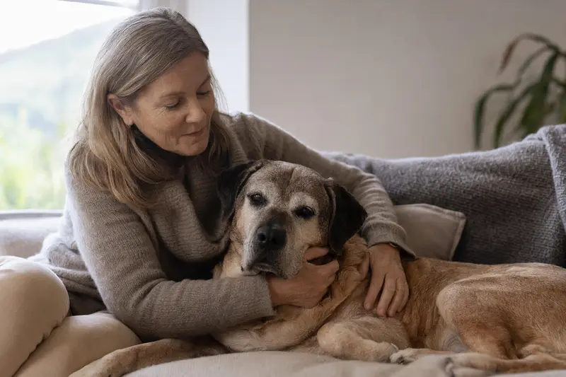 Ein älterer Canary Mastiff Hund entspannt auf einem Sofa, während sein Besitzer ihn liebevoll streichelt.
