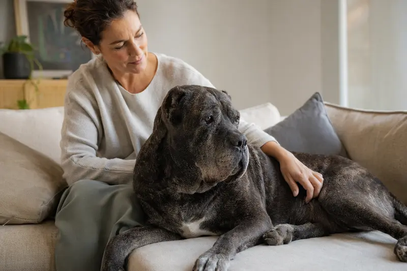 Ein älterer Cane Corso Hund liegt entspannt auf einem Sofa, während sein Besitzer ihn liebevoll streichelt.