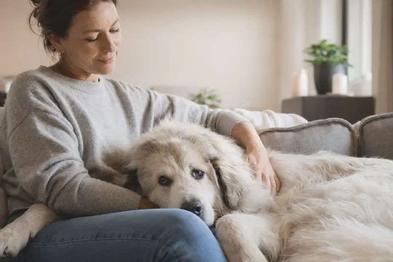 Ein älterer Cane Da Pastore Maremmano Abruzzese liegt entspannt auf einem Sofa, während ihn sein Besitzer liebevoll streichelt.