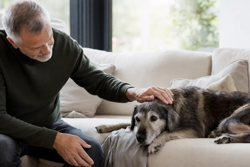 Ein älterer Cane Di Maccelaio Hund entspannt auf einem Sofa, während sein Besitzer ihn liebevoll streichelt.