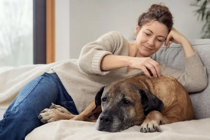 Ein älterer Cao de Fila Hund liegt entspannt auf einem Sofa, während sein Besitzer ihn liebevoll streichelt.