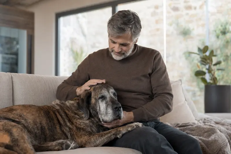 Älterer Cao Fila de Sao Miguel Hund entspannt auf einem Sofa, während sein Besitzer ihn liebevoll streichelt, als Symbol für Geborgenheit und Fürsorge.