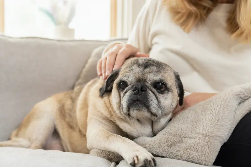 Ein älterer Carlino liegt entspannt auf einem Sofa, während sein Besitzer ihn liebevoll streichelt.