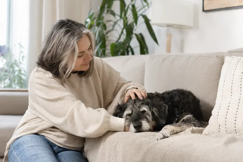 Ein älterer Carpatin Hund entspannt auf einem Sofa, während sein Besitzer ihn liebevoll streichelt.