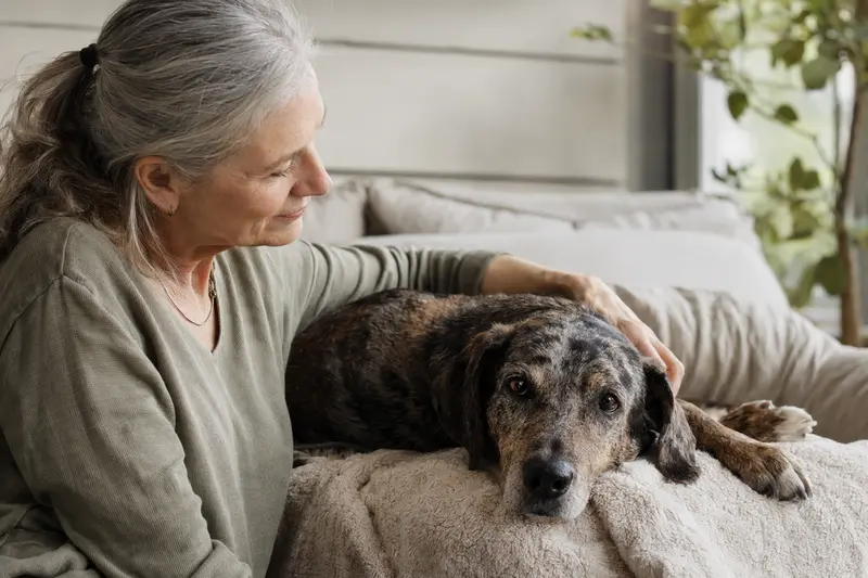 Ein älterer Catahoula Leopard Dog liegt entspannt auf einem gemütlichen Sofa, während sein Besitzer ihn liebevoll streichelt.