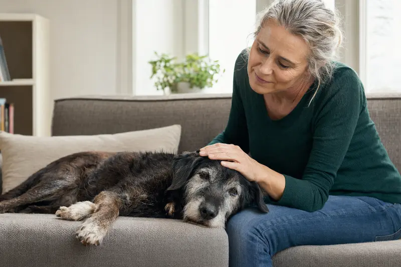 Ein älterer Chambray Hund liegt entspannt auf einem Sofa, während sein Besitzer ihm liebevoll den Kopf streichelt.