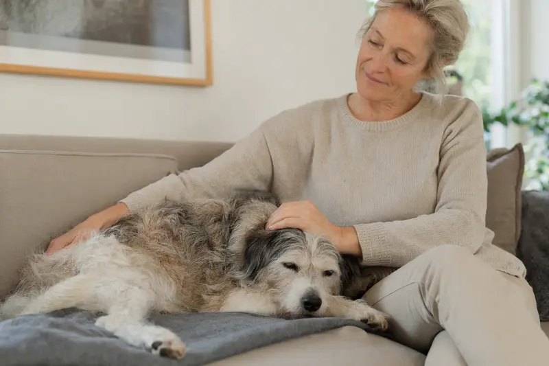 Ein älterer Chien d Artois Hund liegt entspannt auf einem Sofa, während sein Besitzer ihn liebevoll streichelt.