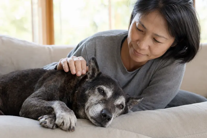 Ein älterer Chinesischer Kampfhund liegt entspannt auf einem Sofa, während sein Besitzer ihn liebevoll streichelt.