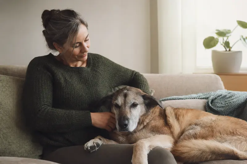 Ein älterer Chinook Hund liegt entspannt auf einem Sofa, während sein Besitzer ihn liebevoll streichelt.