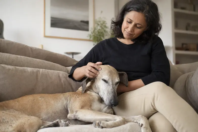 Ein älterer Chippiparai Hund wird liebevoll von seinem Besitzer auf einem gemütlichen Sofa gestreichelt.