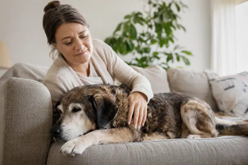 Ein älterer Chodenländer Hund liegt entspannt auf einem Sofa, während sein Besitzer ihn liebevoll streichelt und eine warmherzige Atmosphäre schafft.