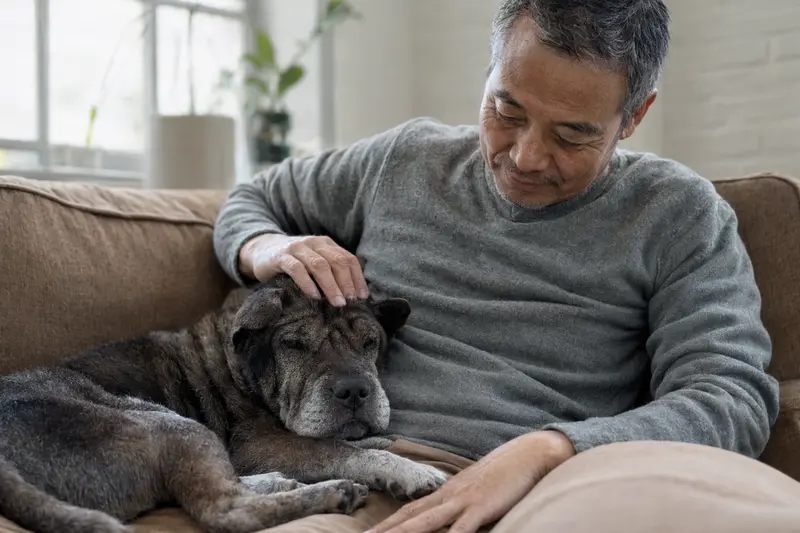 Ein älterer Chongqing-Hund entspannt auf einem gemütlichen Sofa, während sein Besitzer ihn liebevoll streichelt.