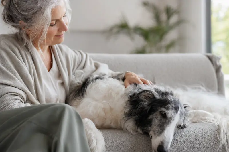 Ein älterer Chortaja Borzaja Hund liegt entspannt auf einem Sofa, während sein Besitzer ihn liebevoll streichelt.