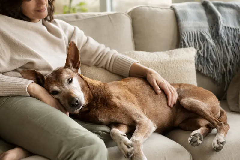 Ein älterer Cirneco dell'Etna Hund liegt entspannt auf einem gemütlichen Sofa, während sein Besitzer ihn liebevoll streichelt.