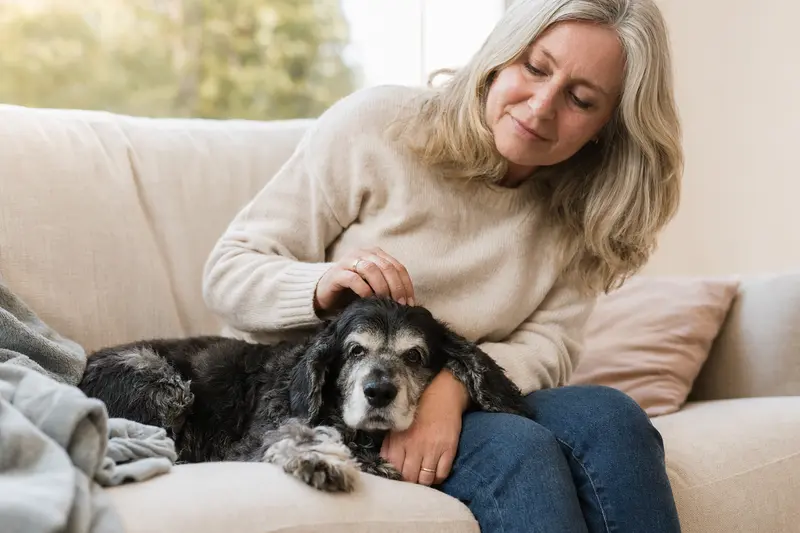 Ein älterer Cocker Spaniel entspannt auf einem Sofa, während sein Besitzer ihn liebevoll streichelt.