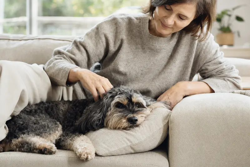 Ein entspannter Cockerpoo Hund liegt auf einem gemütlichen Sofa, während sein Besitzer ihn liebevoll streichelt.