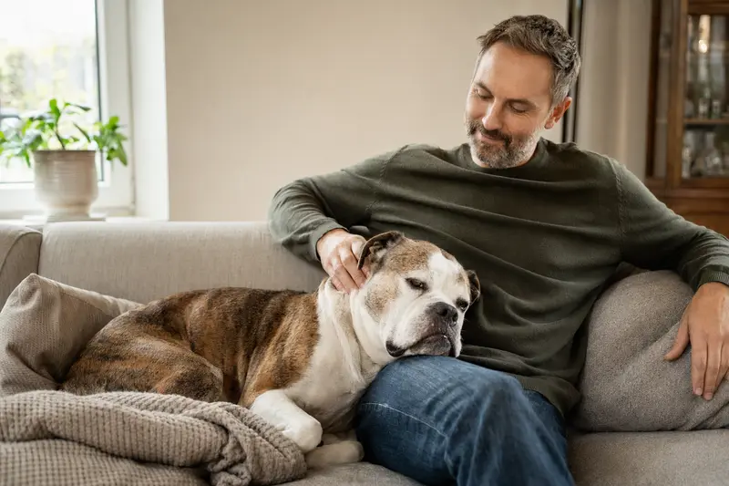 Ein älterer Continental Bulldog liegt zufrieden auf einem gemütlichen Sofa, während der Besitzer ihn liebevoll streichelt, was ein Gefühl von Sicherheit und Fürsorge vermittelt.