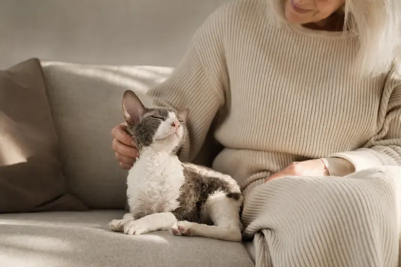 Eine ältere Cornish Rex Katze liegt entspannt auf dem Sofa, während ihr Besitzer sie liebevoll streichelt, was ein Gefühl von Sicherheit vermittelt.