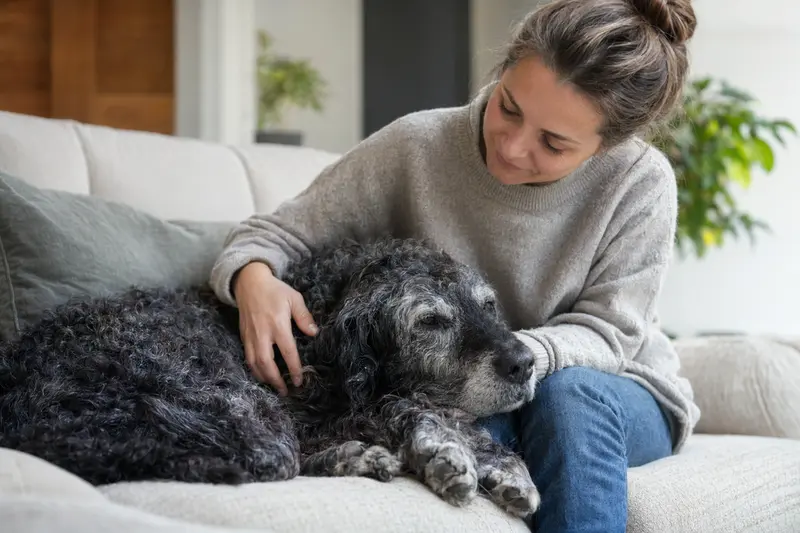 Ein älterer Curly-Coated Retriever liegt entspannt auf einem gemütlichen Sofa, während sein Besitzer ihn liebevoll streichelt.