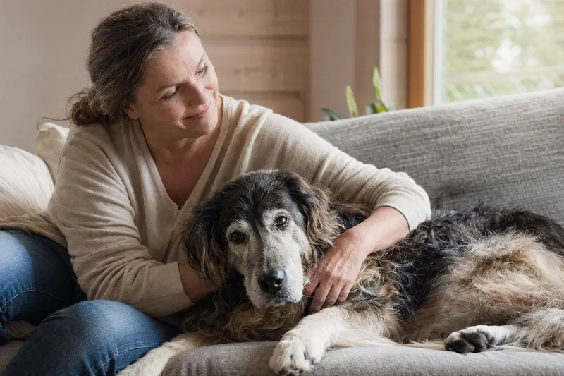 Ein entspannter Cuvac Slovensky Hund liegt auf einem Sofa, während sein Besitzer ihn liebevoll streichelt, umgeben von warmer Lichtstimmung.