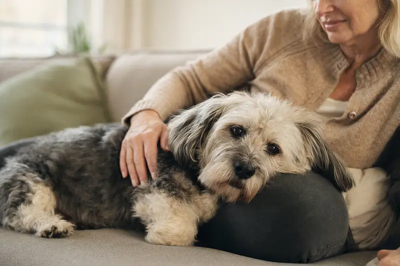 Ein älterer Dandie Dinmont Terrier entspannt auf einem Sofa, während sein Besitzer ihn liebevoll streichelt.
