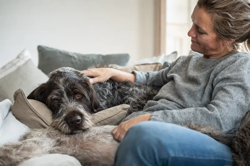 Ein älterer Deutsch Drahthaar Hund liegt entspannt auf einem Sofa, während sein Besitzer ihn liebevoll streichelt.