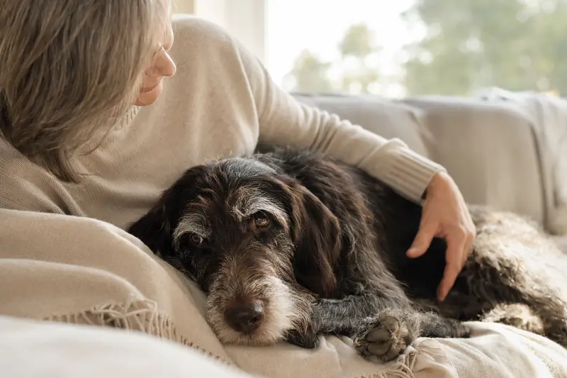 Ein älterer Deutsch Stichelhaar Hund entspannt auf einem Sofa, während sein Besitzer ihn liebevoll streichelt.
