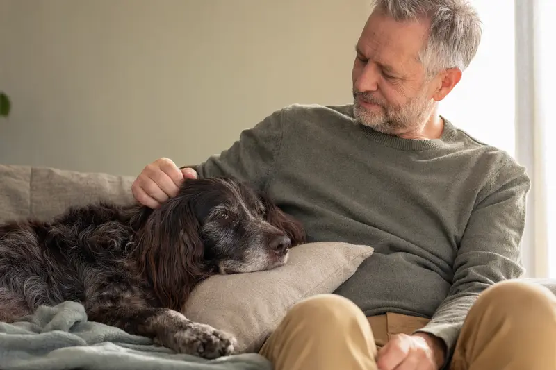 Älterer Deutscher Langhaariger Vorstehhund liegt entspannt auf dem Sofa, während sein Besitzer ihn liebevoll streichelt.