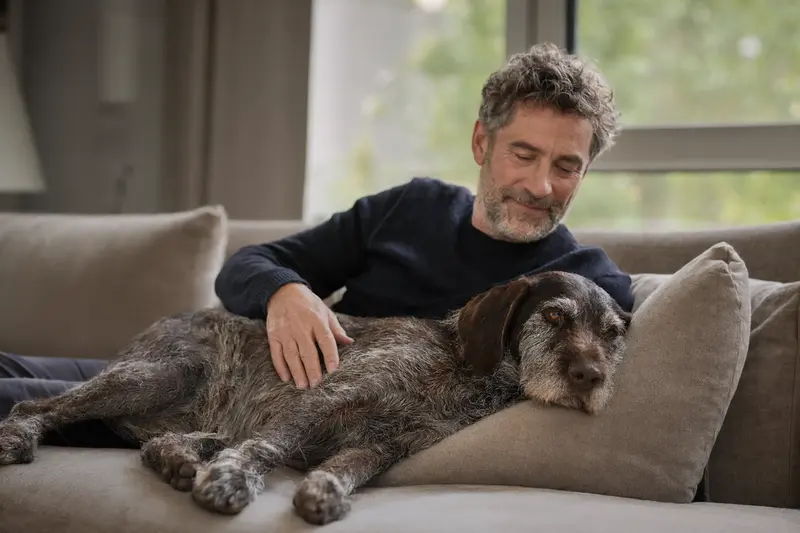 Ein entspannter älterer Deutscher Vorstehhund liegt auf dem Sofa, während sein Besitzer ihm liebevoll über den Kopf streichelt.