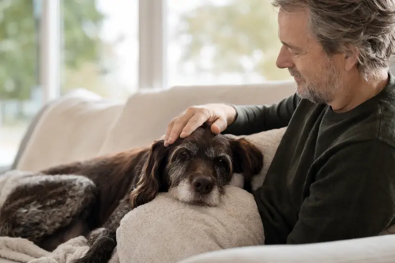 Ein älterer Deutscher Vorstehhund mit Langhaar liegt entspannt auf dem Sofa, während sein Besitzer ihn liebevoll streichelt.