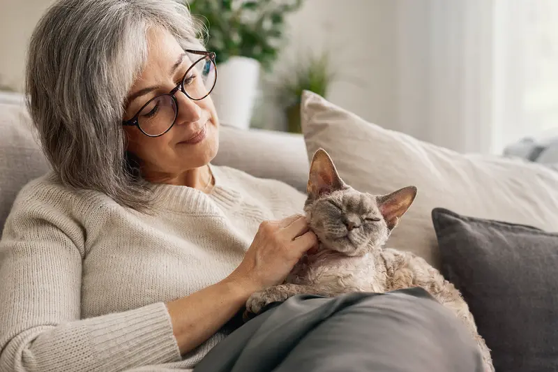 Eine ältere Devon Rex Katze liegt entspannt auf einem gemütlichen Sofa, während ihr Besitzer sie liebevoll streichelt.