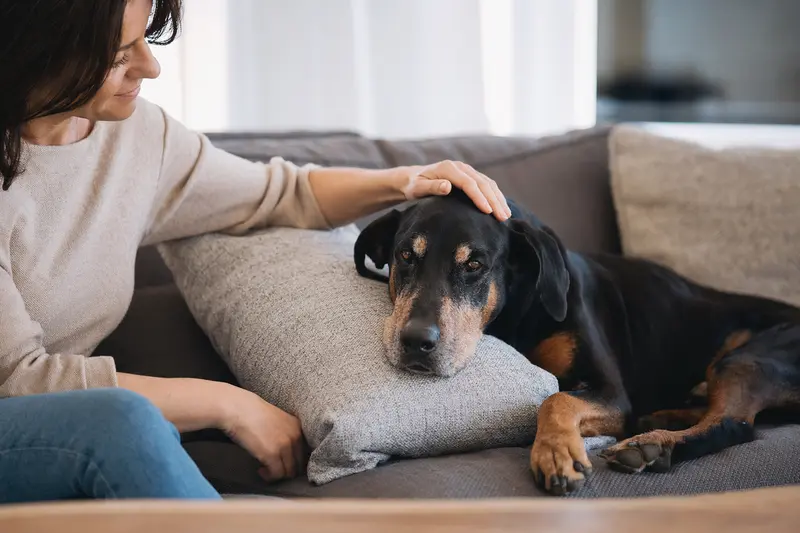 Ein älterer Dobermann Hund liegt entspannt auf einem Sofa, während sein Besitzer ihn liebevoll streichelt.