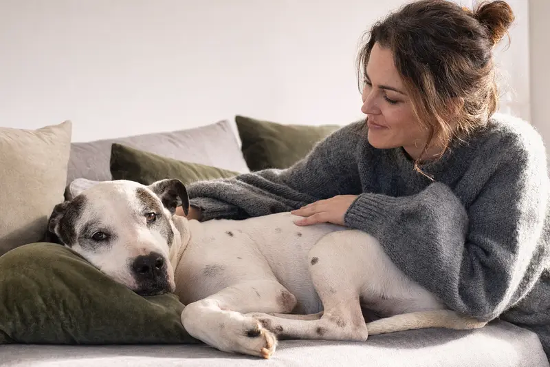 Ein älterer Dogo Argentino Hund liegt entspannt auf einem gemütlichen Sofa, während sein Besitzer ihn liebevoll streichelt.