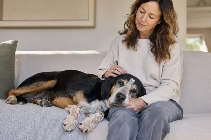 Ein älterer Dreifarbiger Serbischer Laufhund liegt entspannt auf einem Sofa, während sein Besitzer ihn liebevoll streichelt.