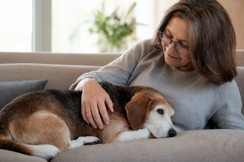 Ein älterer Drever Hund liegt entspannt auf einem Sofa, während sein Besitzer ihn liebevoll streichelt.